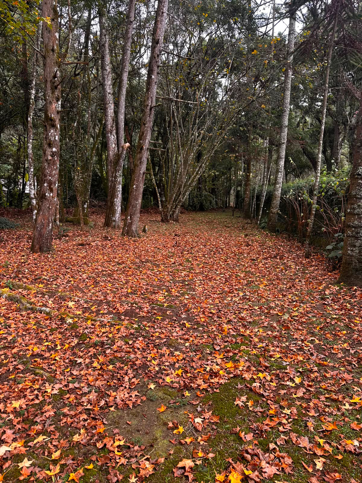 Trilha e Área Nativa no Bosque